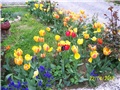 Tulipani